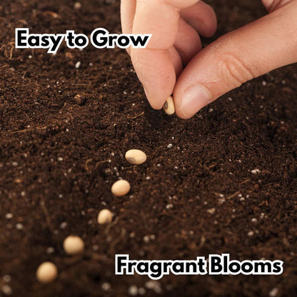 Elegant Climbing Rose Flower Seeds | 🔥Hybrid & Imported Quality🔥